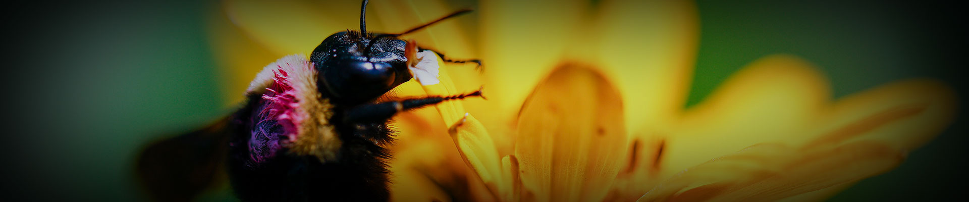 Nature's Alarm - endangered honey bee