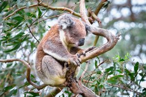 Thumbnail of Koala in a Eucalyptus Tree