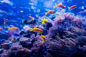 Thumbnail of Australia Underwater World
