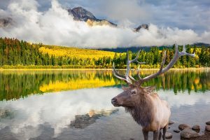 Thumbnail of Jasper National Park