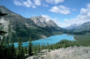 Thumbnail of Peyto Lake Jasper National Park in Alberta