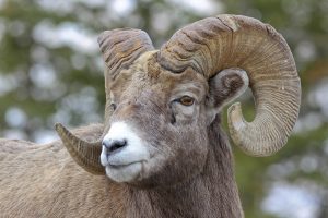 Thumbnail of Bighorn Sheep