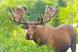 Thumbnail of Moose in velvet