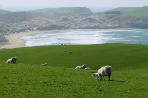 Thumbnail of New Zealand sheep